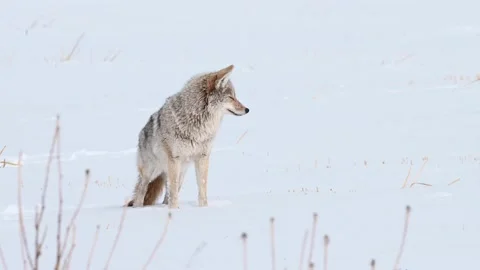 Coyote in the wild Stock Footage 150962856