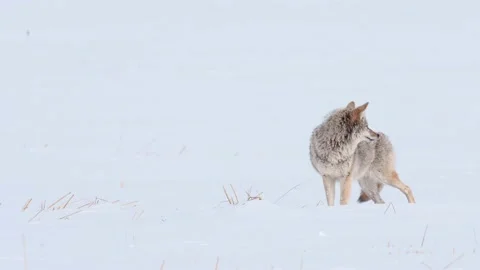 Coyote in the wild Stockbeeldmateriaal 150962870