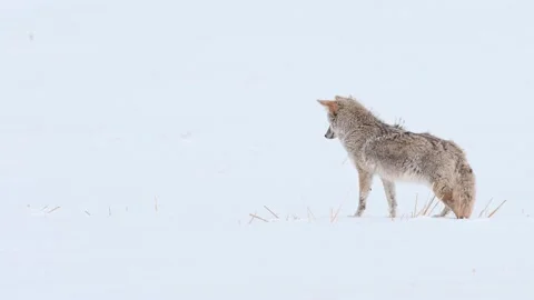 Coyote in the wild 動画素材 150962893