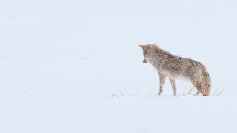 Coyote in the wild Stock Footage 150962923