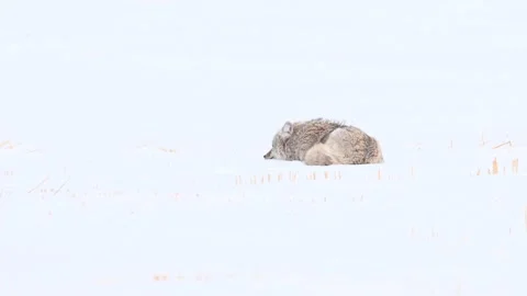 Coyote in the wild Stock Footage 150963091
