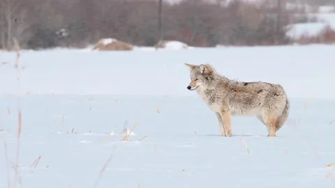 Coyote in the wild 動画素材 150963121