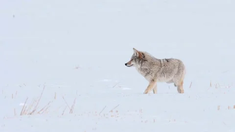 Coyote in the wild Stock Footage 150963212
