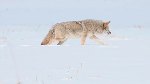 Coyote in the wild Stock Footage 150963228