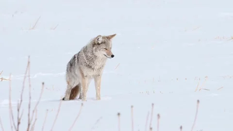 Coyote in the wild Stock Footage 150963272