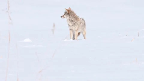 Coyote in the wild Stock-Footage 150963291