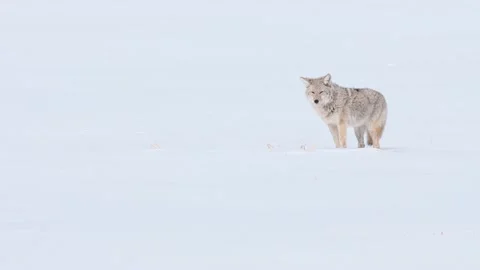 Coyote in the wild Stock Footage 150963315