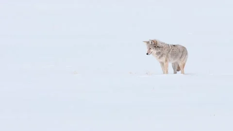Coyote in the wild Видео 150963339