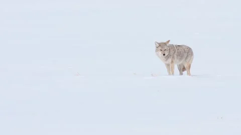 Coyote in the wild Stock Footage 150963367
