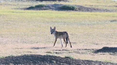Coyote in the wild 스톡 동영상 150963400