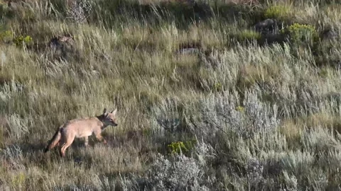 Coyote in the wild Stockbeeldmateriaal 150963431