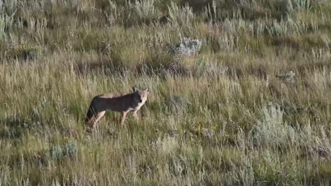 Coyote in the wild Stock Footage 150963463