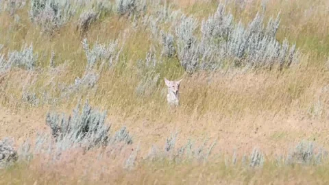 Coyote in the wild Stock Footage 150963474