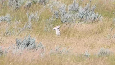 Coyote in the wild Видео 150963499