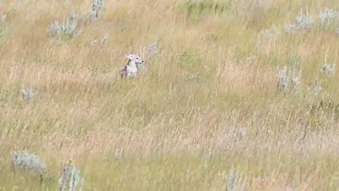 Coyote in the wild Stock Footage 150963579