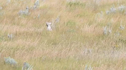 Coyote in the wild Stock Footage 150963589