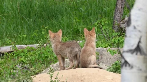 Coyote in the wild Видео 150963603