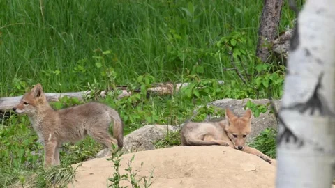 Coyote in the wild Видео 150963643