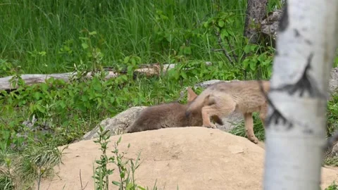 Coyote in the wild Stock Footage 150963679