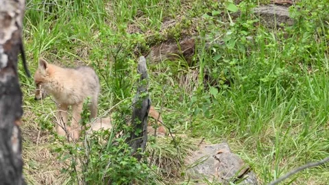 Coyote in the wild Stock Footage 150963722