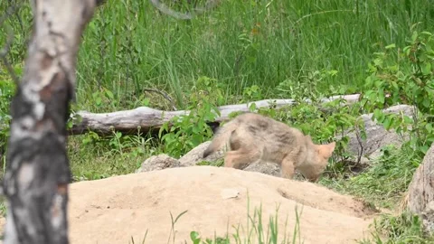 Coyote in the wild Stock Footage 150963798