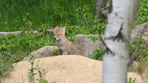 Coyote in the wild Stock Footage 150963841