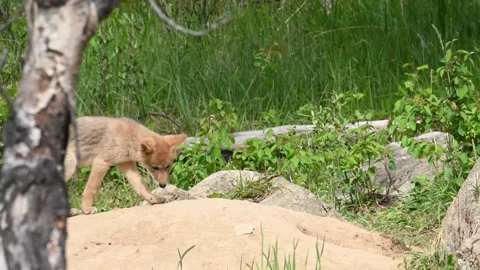 Coyote in the wild Stock Footage 150963874