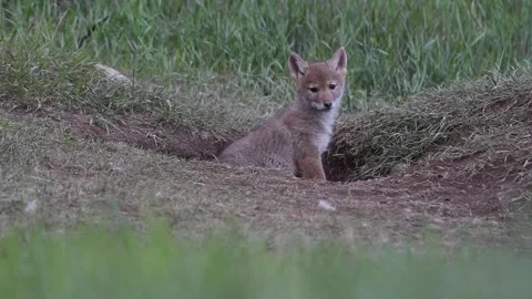 Coyote in the wild Stock Footage 150963908