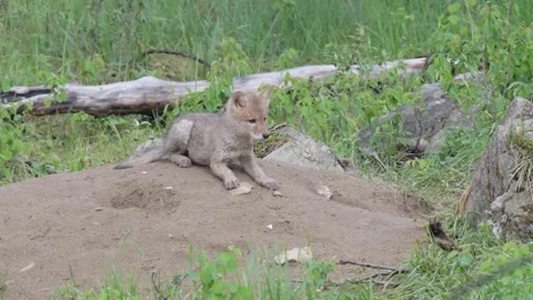 Coyote in the wild Stock Footage 150963946