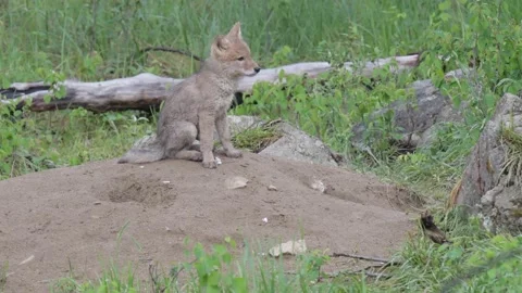 Coyote in the wild 動画素材 150963954