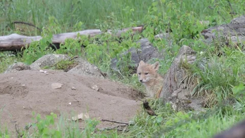 Coyote in the wild Stock Footage 150963972
