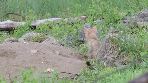 Coyote in the wild 動画素材 150963982