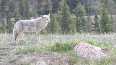Coyote in the wild Stock Footage 150964002