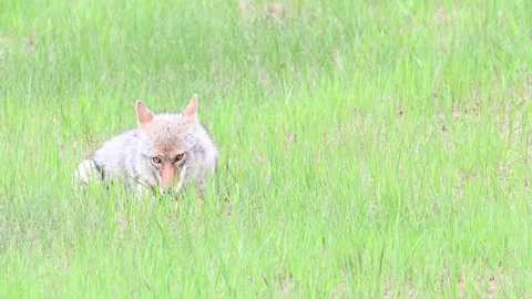 Coyote in the wild Stock Footage 150964115
