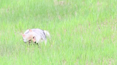 Coyote in the wild Stock Footage 150964151
