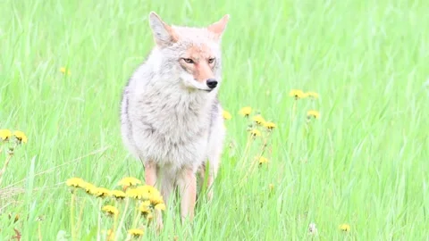 Coyote in the wild Видео 150964229
