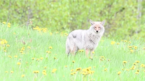 Coyote in the wild Stock Footage 150964260