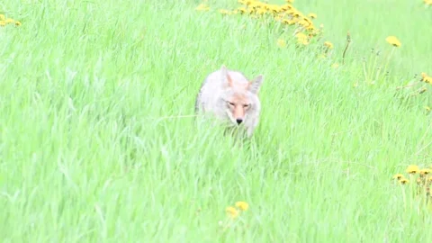 Coyote in the wild Stock Footage 150964262
