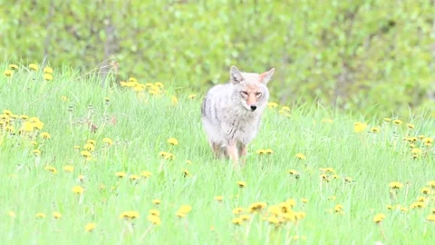 Coyote in the wild Stock Footage 150964272