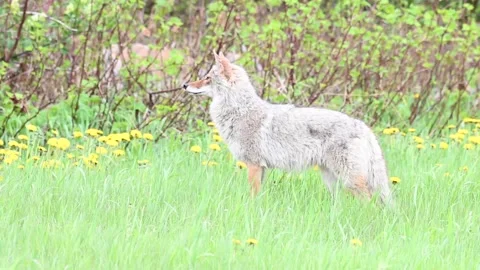 Coyote in the wild Stock Footage 150964281