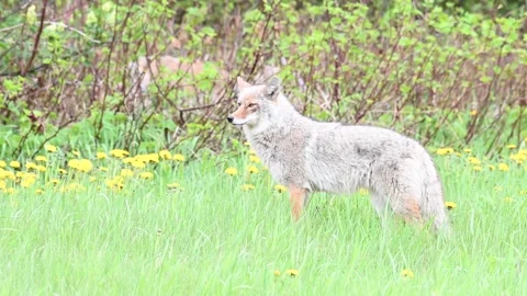 Coyote in the wild Видео 150964304