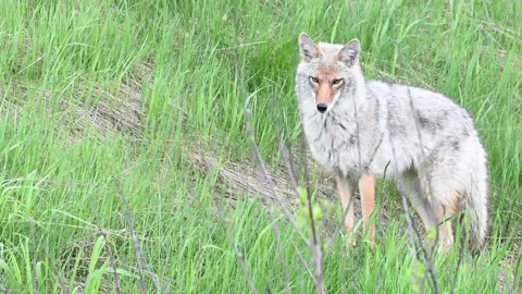 Coyote in the wild 스톡 동영상 150964310