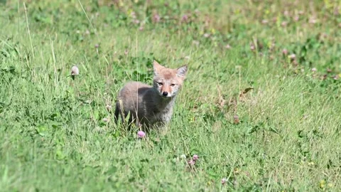 Coyote in the wild Stock Footage 150964327