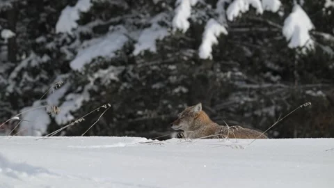 Coyote in the wild Stock Footage 300401662