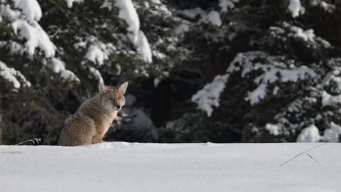 Coyote in the wild Stock Footage 300401664