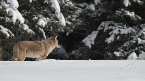 Coyote in the wild Видео 300401676