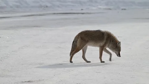 Coyote in the wild Видео 300401704