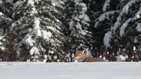 Coyote in the wild Stock Footage 300401712