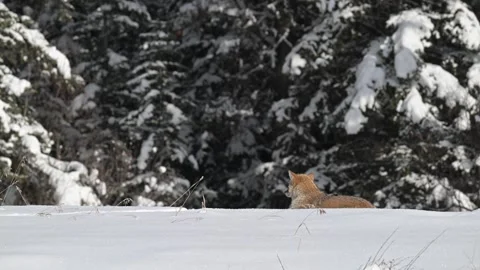 Coyote in the wild Видео 300401729