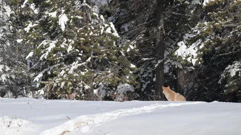 Coyote in the wild Stock Footage 300401760